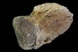 Hadrosaur Ungal (Claw) - Alberta (Disposition #-) #92782-2